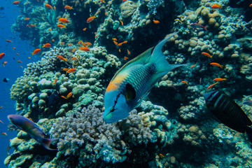 Bunte Fische im Korallengarten