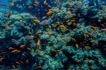 Fototapeta na wymiar Fischschwarm am Riff