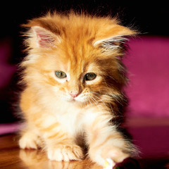 Maine Coon Kitten