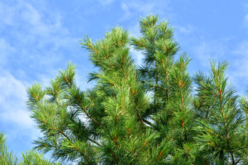 Cedar branches. Green needles against  blue sky.
