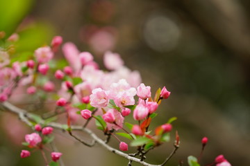 Naklejka na ściany i meble 鎌倉の桜