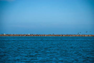 Brown Pelicans (Pelecanus occidentalis)