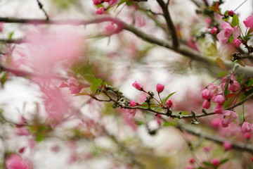 Obraz na płótnie Canvas 鎌倉の桜