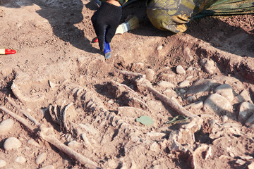 Archaeological excavation. The hands of archaeologist with tools conducting research on human bones, part of skeleton from the ground. Close up image of real digger process. Outdoors, copy space.