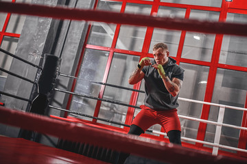 Training to be the best. Muscular tattooed boxer in sports clothing punching on red boxing ring...