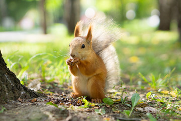 Fototapeta premium Squirrel eating nuts