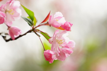 Obraz premium 春の花