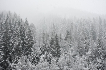 Winter forest. Snow and fog