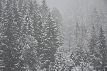 Winter forest. Snow and fog