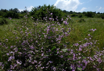 field of flowers