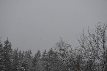 Winter forest. Snow and fog