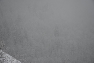 Winter forest. Snow and fog