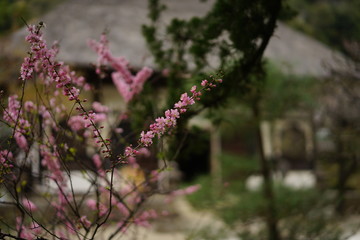 春の花