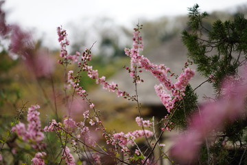 春の花