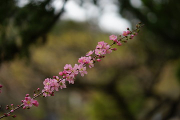 春の花