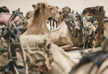 Working tribe Afar in Danakil