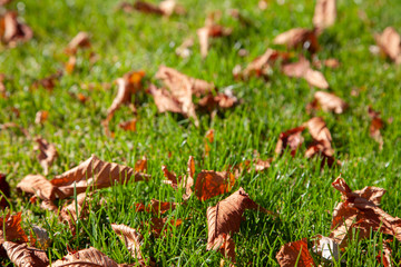 Leaves on a background of a blurred sunny forest, abstract natural backgrounds Limited depth of field. There is space for text