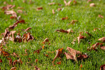 Leaves on a background of a blurred sunny forest, abstract natural backgrounds Limited depth of field. There is space for text