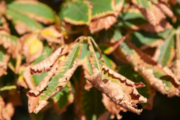 Leaves on a background of a blurred sunny forest, abstract natural backgrounds Limited depth of field. There is space for text