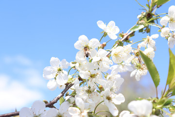 Fototapeta na wymiar Blooming cherry branch on blue sky background. Beautiful white flowers. Spring has come. Natural photo background