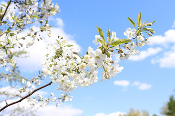 Blooming cherry branch on blue sky background. Beautiful white flowers. Spring has come. Natural photo background