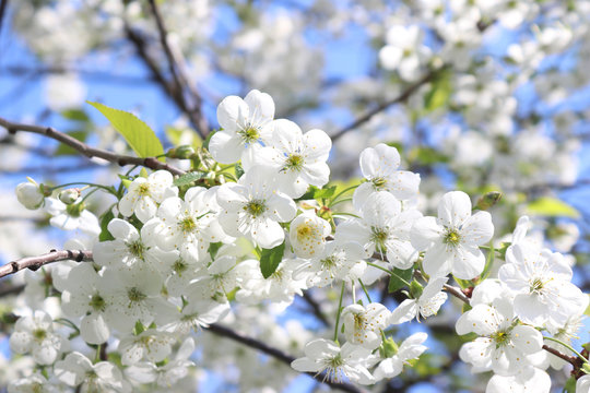 Blooming cherry branch on blue sky background. Beautiful white flowers. Spring has come. Natural photo background