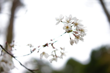 春の花