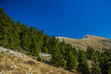 Obraz premium pine forest mountain ridge background European highland picturesque region panorama foreshortening in colorful fresh summer weather time