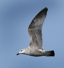 Young gull in flight.