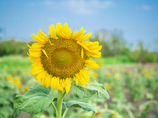 close up sunflower in farm with blue sky background 