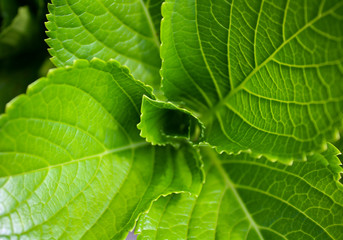 Fototapeta na wymiar Swirled leaf with a fresh green color in close up shoot