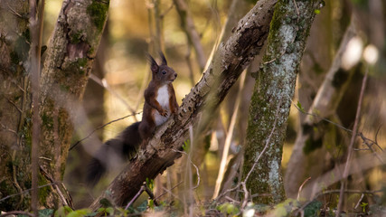 aufmerksames Eichhörnchen