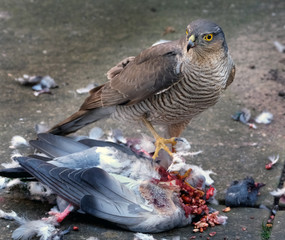 Female Sparrow hawk with feral pigeon kill in urban house garden.