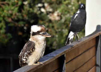 Portrait of an Australian Laughing Kookaburra