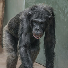 Portrait of curious wondered adult Chimpanzee