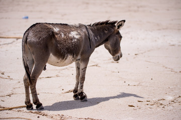 Working tribe Afar in Danakil