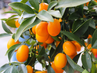 Fresh kumquat fruits on the tree - obrazy, fototapety, plakaty
