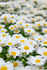 Field of blossom white daisy flowers for background in close up selective focus side view