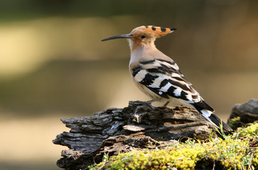 Hoopoe, Upupa epops