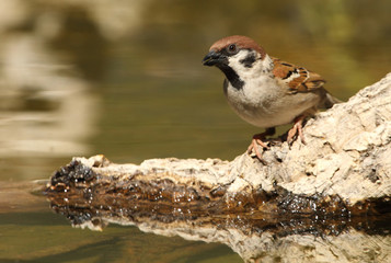 Eurasian tree sparrow. Passer montanus