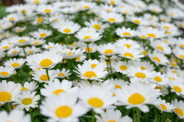 Field of blossom white daisy flowers for background in close up selective focus side view