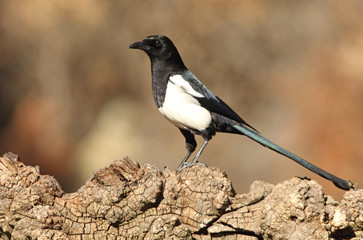 Common magpie. Pica pica