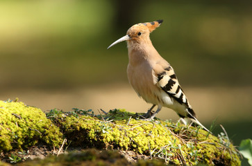 Hoopoe, Upupa epops