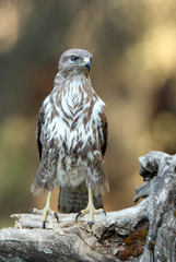 Common buzzard. Buteo buteo