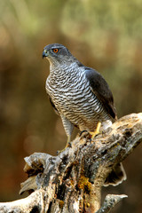 Tree years old male of Northern goshawk, Accipiter gentilis