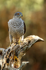 Tree years old male of Northern goshawk, Accipiter gentilis