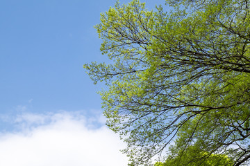 Above view of green leaves tree branch with blue sky in spring season