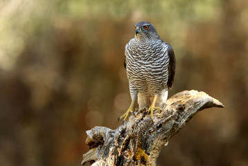 Tree years old male of Northern goshawk, Accipiter gentilis