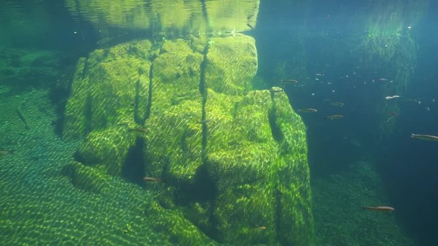 A large rock underwater in a river with chub fish Squalius cephalus, La Muga, Girona, Alt Emporda, Catalonia, Spain