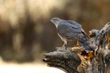 Tree years old male of Northern goshawk, Accipiter gentilis